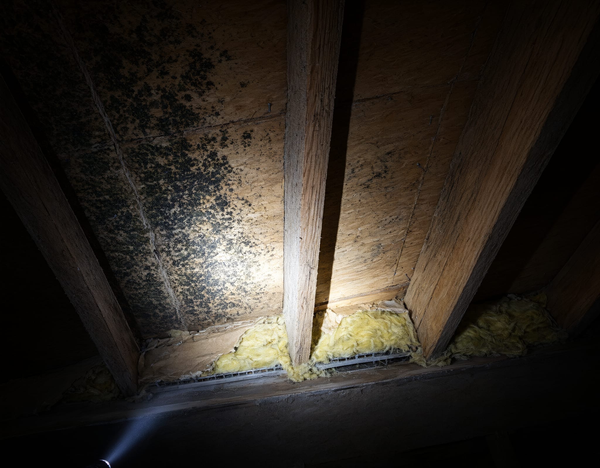 Black mold spots on attic roof sheathing between wooden rafters